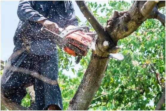tree services Yamhill